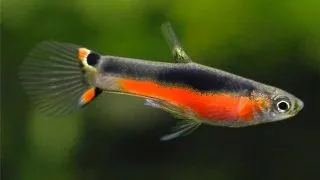 Poecilia endler santa maria