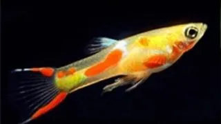 Poecilia wingei blonde green
