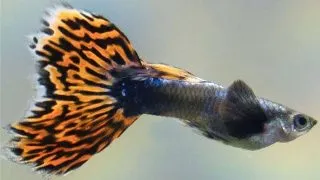Poecilia ret. Albino Dumbo Ear Mosaic