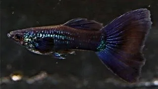Guppy Poecilia phantom green