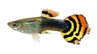 Guppy Poecilia ret. dragon head