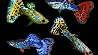 Guppy Poecilia ret. male snakeskin mix