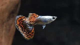 Guppy ret. platinum elephant ears
