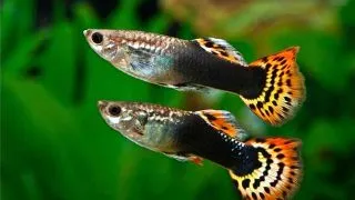 Guppy Poecilia ret. male red king cobra