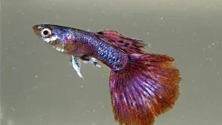 Guppy Poecilia mosaic magenta red mascul