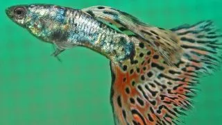 Poecilia ret. galaxy mosaic red - 3.5 cm