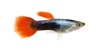 Poecilia ret.  red tuxedo tricolor