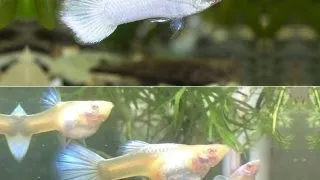 Poecilia ret. white tuxedo