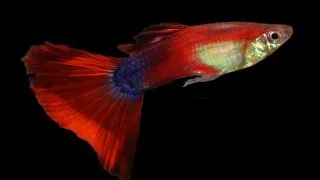 Guppy Poecilia reticulata maroon red mascul