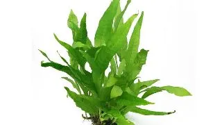 Dennerle Microsorum Pteropus