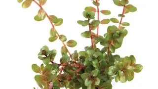 Rotala Rotundifolia