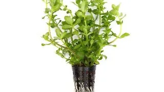 Dennerle Bacopa caroliniana