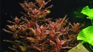 Planta acvariu Rotala macrandra In Vitro Tropica