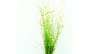 Dennerle Eleocharis vivipara