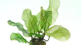Dennerle Aponogeton madagascariensis BULB