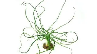 Dennerle Crinum calamistratum