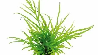 Dennerle Microsorum pteropus Trident