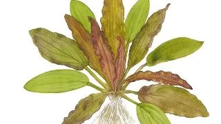 Echinodorus Red Diamond