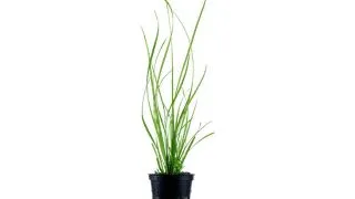 Cyperus helferi