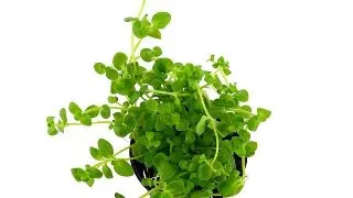 Dennerle Bacopa Australis