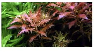 Proserpinaca Palustris Cuba In Vitro Tropica