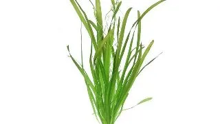 Dennerle Vallisneria Australis Gigantea