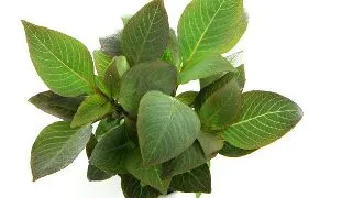 Dennerle Hygrophila corymbosa Compact