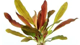 Dennerle Echinodorus Red Chameleon