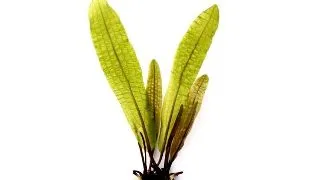 Dennerle Aponogeton boivinianus BULB