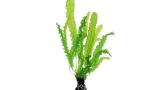 Dennerle Aponogeton longiplumulosus BULB
