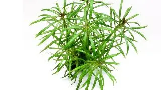 Dennerle Pogostemon stellatus sp.
