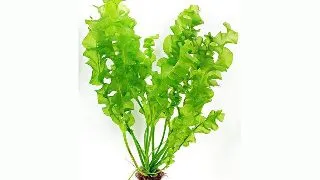 Dennerle Aponogeton ulvaceus BULB