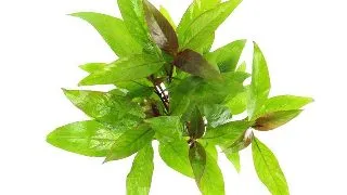 Dennerle Hygrophila corymbosa Stricta