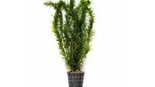 Dennerle Egeria Densa Tropical type