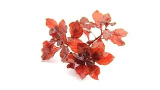 Planta acvariu Dennerle Ludwigia sp Super Red