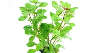 Ludwigia repens