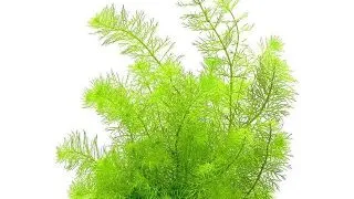 Dennerle Myriophyllum spec. Guayana