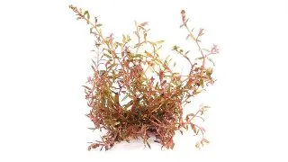 Dennerle Rotala spec. H-Ra