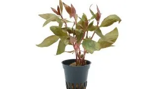 Planta acvariu Stoffels Alternanthera reineckii Lila
