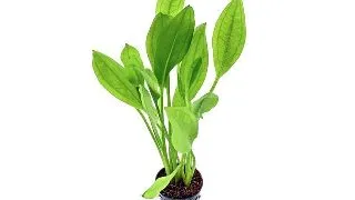 Planta acvariu Stoffels Echinodorus Bleheri