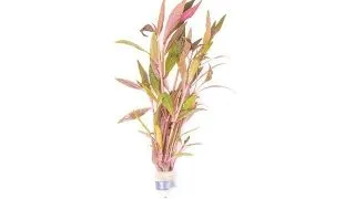 Planta acvariu Stoffels Alternanthera reineckii Rosa