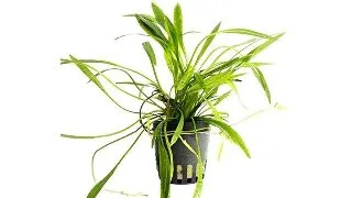 Planta acvariu Stoffels Helanthium bolivianum (Latifolius / Xingu)