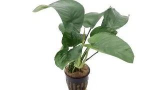 Planta acvariu Stoffels Anubias Barteri