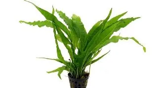 Planta acvariu Stoffels Microsorum Pteropus Latifolius