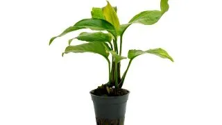 Planta acvariu Stoffels Anubias Heterophylla