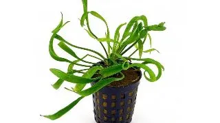 Planta acvariu Stoffels Helanthium bolivianum Vesuvius