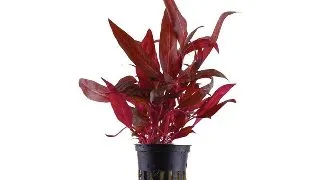 Planta acvariu Alternanthera Reineckii Rosanervig Tropica