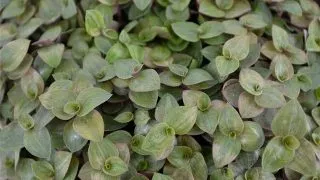 Planta plutitoare Stoffels Callisea Turtle (8 buc)