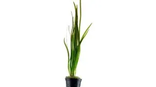 Planta acvariu Vallisneria Spiralis Tiger Tropica