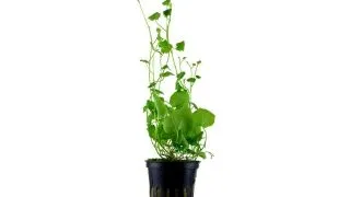 Planta acvariu Cardamine Lyrata pot Tropica